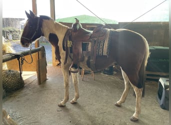 Paint Horse, Wallach, 4 Jahre, 152 cm, Schecke