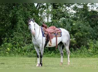 Paint Horse, Wallach, 4 Jahre, 152 cm, Schimmel