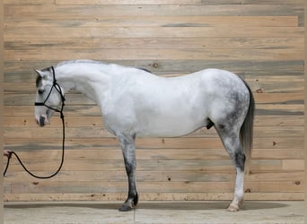Paint Horse, Wallach, 4 Jahre, 152 cm, Schimmel