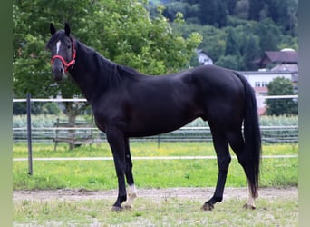 Paint Horse, Wallach, 4 Jahre, 155 cm, Rappe