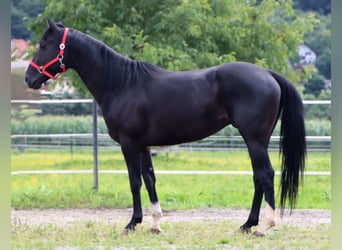 Paint Horse, Wallach, 4 Jahre, 155 cm, Rappe