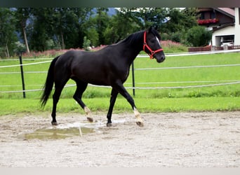 Paint Horse, Wallach, 4 Jahre, 155 cm, Rappe