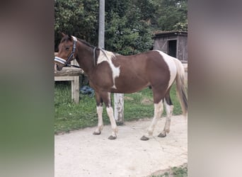 Paint Horse, Wallach, 4 Jahre, 155 cm, Tobiano-alle-Farben