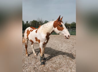 Paint Horse Mix, Wallach, 4 Jahre, 164 cm, Schecke