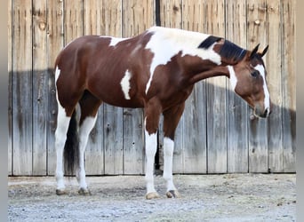 Paint Horse, Wallach, 4 Jahre, 170 cm, Tobiano-alle-Farben