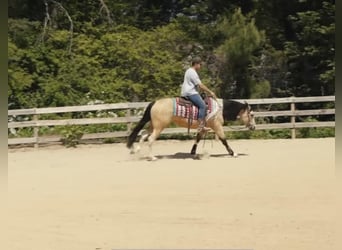 Paint Horse, Wallach, 4 Jahre, Buckskin
