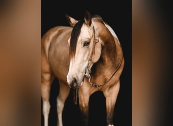 Paint Horse, Wallach, 4 Jahre, Buckskin