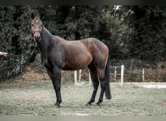 Paint Horse, Wallach, 4 Jahre