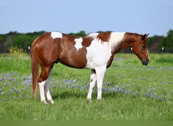 Paint Horse, Wallach, 4 Jahre, Schecke