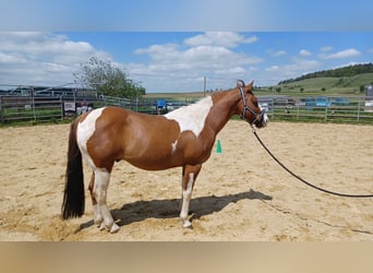 Paint Horse, Wallach, 5 Jahre, 140 cm, Tobiano-alle-Farben