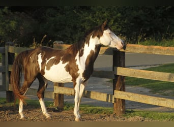 Paint Horse, Wallach, 5 Jahre, 145 cm, Overo-alle-Farben