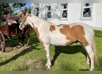 Paint Horse, Wallach, 5 Jahre, 145 cm, Tobiano-alle-Farben