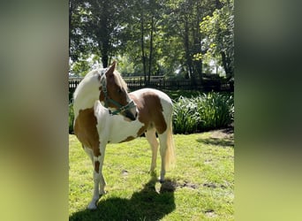 Paint Horse, Wallach, 5 Jahre, 145 cm, Tobiano-alle-Farben