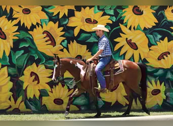 Paint Horse, Wallach, 5 Jahre, 147 cm, Rotbrauner