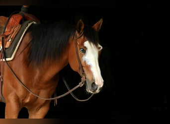 Paint Horse, Wallach, 5 Jahre, 147 cm, Rotbrauner