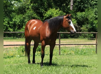 Paint Horse, Wallach, 5 Jahre, 147 cm, Rotbrauner