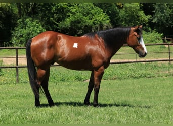 Paint Horse, Wallach, 5 Jahre, 147 cm, Rotbrauner