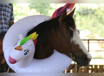 Paint Horse, Wallach, 5 Jahre, 147 cm, Rotbrauner