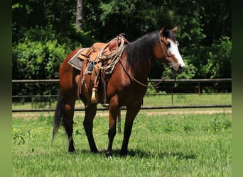 Paint Horse, Wallach, 5 Jahre, 147 cm, Rotbrauner