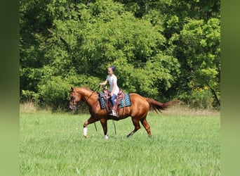 Paint Horse, Wallach, 5 Jahre, 147 cm, Rotfuchs