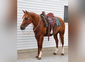 Paint Horse, Wallach, 5 Jahre, 147 cm, Rotfuchs