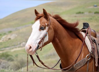 Paint Horse, Wallach, 5 Jahre, 150 cm, Dunkelfuchs