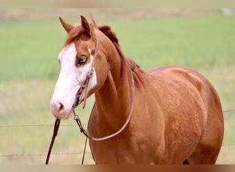 Paint Horse, Wallach, 5 Jahre, 150 cm, Dunkelfuchs