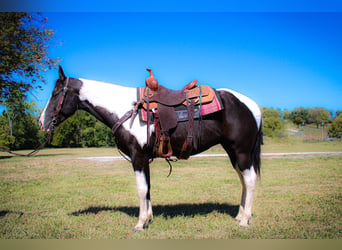 Paint Horse, Wallach, 5 Jahre, 150 cm, Rappe