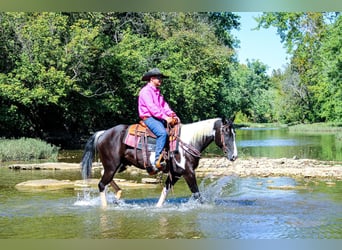 Paint Horse, Wallach, 5 Jahre, 150 cm, Rappe