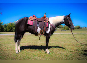 Paint Horse, Wallach, 5 Jahre, 150 cm, Rappe