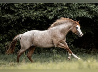 Paint Horse, Wallach, 5 Jahre, 150 cm, Roan-Red