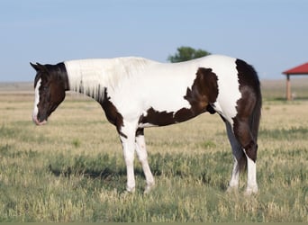 Paint Horse, Wallach, 5 Jahre, 150 cm, Schecke
