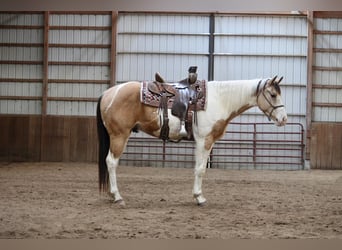 Paint Horse, Wallach, 5 Jahre, 152 cm, Buckskin