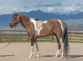 Paint Horse, Wallach, 5 Jahre, 152 cm, Grullo