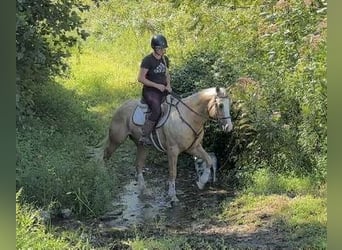 Paint Horse, Wallach, 5 Jahre, 152 cm, Palomino