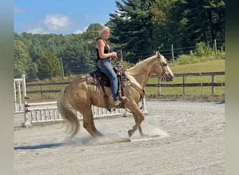 Paint Horse, Wallach, 5 Jahre, 152 cm, Palomino