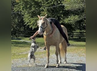 Paint Horse, Wallach, 5 Jahre, 152 cm, Palomino