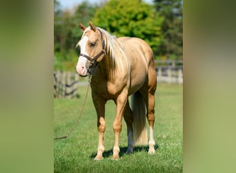 Paint Horse, Wallach, 5 Jahre, 152 cm, Palomino