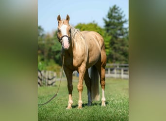 Paint Horse, Wallach, 5 Jahre, 152 cm, Palomino