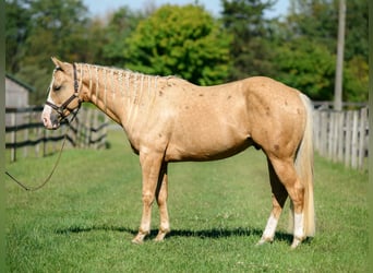 Paint Horse, Wallach, 5 Jahre, 152 cm, Palomino