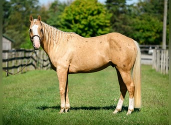 Paint Horse, Wallach, 5 Jahre, 152 cm, Palomino