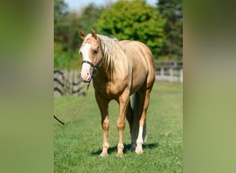 Paint Horse, Wallach, 5 Jahre, 152 cm, Palomino