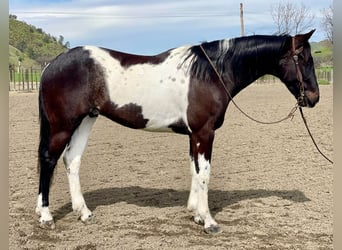 Paint Horse, Wallach, 5 Jahre, 152 cm, Tobiano-alle-Farben
