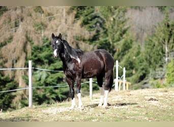 Paint Horse, Wallach, 5 Jahre, 153 cm, Tobiano-alle-Farben