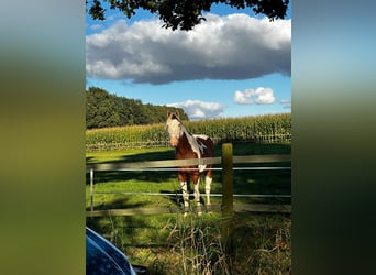 Paint Horse, Wallach, 5 Jahre, 153 cm, Tobiano-alle-Farben