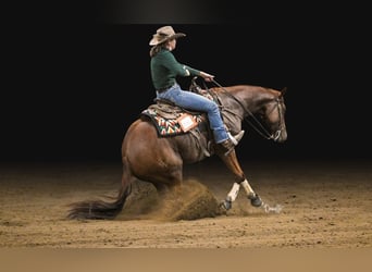 Paint Horse, Wallach, 5 Jahre, 155 cm, Rotfuchs