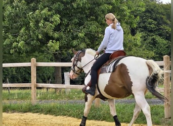 Paint Horse Mix, Wallach, 5 Jahre, 155 cm, Schecke