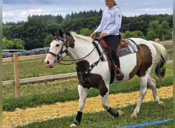 Paint Horse Mix, Wallach, 5 Jahre, 155 cm, Schecke
