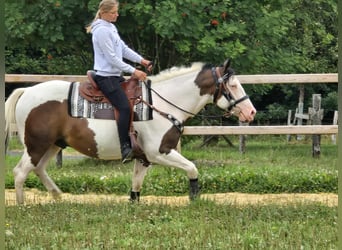 Paint Horse Mix, Wallach, 5 Jahre, 155 cm, Schecke