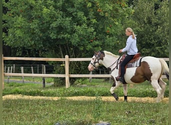 Paint Horse Mix, Wallach, 5 Jahre, 155 cm, Schecke